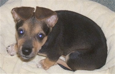 Top down view of a black with tan and white Taco Terrier puppy that is looking up and it is sitting on a pillow. Its ears are close together laying folded over on the top of its head.