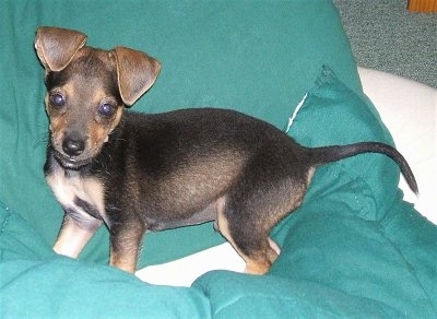 The left side of a black with tan and white Taco Terrier puppy that is laying across a green blanket on a couch and it is looking forward. It has ears that fold over to the front in a v-shape and wide round eyes and a black nose.