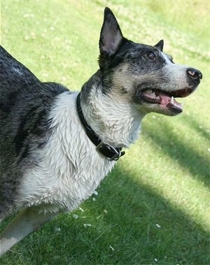 The front right side of a black and white Texas Heeler dog standing across a grass surface, it is looking up, its mouth is open and its tongue is hanging out of its mouth.