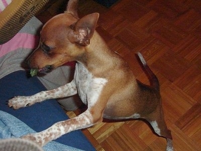 The left side of a red and white Toy Fox Pinscher puppy that is jumped up at a couch with a leaf in its mouth. It has a short coat and perk ears and a pointy snout.