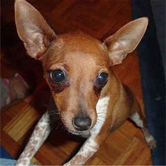 Close up head shot - Top down view of a red with white Toy Fox Pinscher puppy that is jumped up on a person's leg looking to the left. It has a very short coat, large perk ears that stand straight up and wide round buldging black eyes and a black nose.