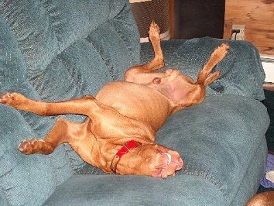 An intact, shorthaired, large red Vizsla is sleeping upside down belly up on a blue couch. Its neck is stretched towards the edge and its teeth are showing from its lips falling to the sides.