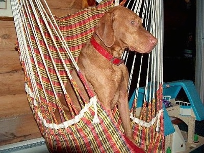 The right side of a short-haired, large-breed, red Vizsla dog sitting in a red and yellow hammock chair looking to the right.