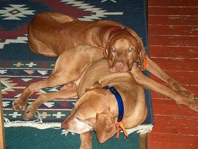 Two large breed, short coated, red Vizslas are laying on top of each other on a rug. The dog in front is older and is graying around its snout.