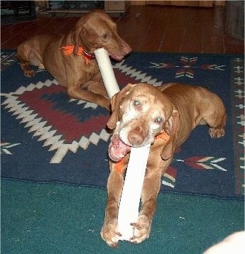 Two red Vizsla dogs are laying across a carpet and they are chewing on white rawhide bones. One dog is graying at the muzzle.