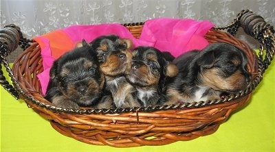 A litter of black, tan with white Yorkie puppies are laying in a wicker basket.