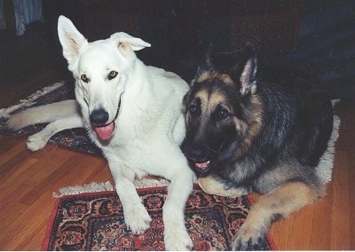 A white German Shepherd is laying on two different throw rugs next to a black and tan German Shepherd