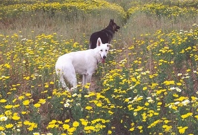 A White and A black and tan German Shepherd are standing in a feild of yellow flowers