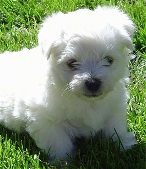 Close Up - The front right side of a sitting white Wee-Chon puppy that is in grass. It has soft thick fur, dark eyes and a black nose.