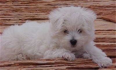 The right side of a white Wee-Chon puppy that is laying across a wooden surface. It has a fluffy white coat, a black nose and dark eyes.