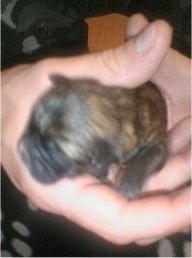 A tiny newborn Weshi puppy being held in a persons hand.