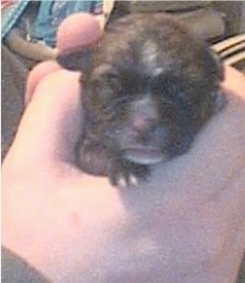 A newborn Weshi puppy is being held in the air by a persons hand. It has a small pink nose and tiny paws.