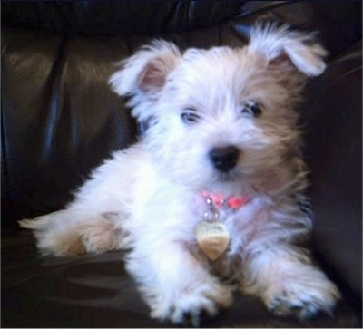 A soft looking white Weshi puppy is laying against the arm of a leather couch. The puppy has on a pink collar.