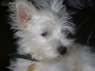Close up - A white scruffy looking Weshi puppy is laying across a black leather couch looking to the right.