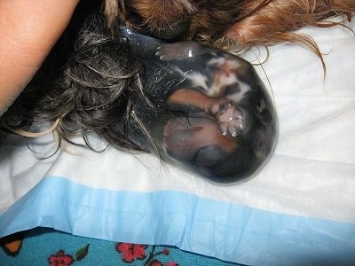 A newly born puppy inside of a sac on top of a towel and laying next to the dam. The puppy is all wet.