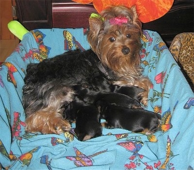 A black with brown Yorkie dog with a pink bow in her hair is laying in the back of a whelping box and nursing four puppies.