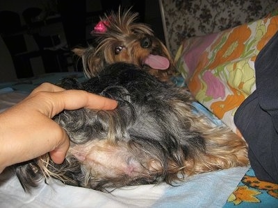 The backside of a brown and black Yorkshire Terrier female dog.