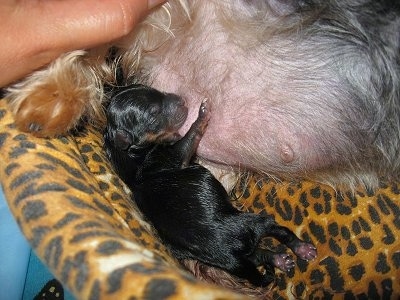 A small wet black and tan puppy nursing from its mother on top of a leopard print cushion.