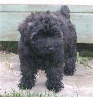 A small, cute black Whoodle puppy is standing in front of a wooden staircase and it is looking to the right.