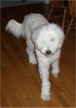 Front view - A curly coated, white Whoodle dog walking across a hardwood floor. It has a black nose and its thick coat is covering up its eyes.