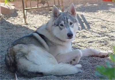 A gray and white, thick coated, wolf looking dog laying down in white stones looking back.