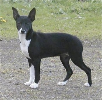The left side of a black with white Xoloitzcuintli dog standing across a dirt walkway and it is looking forward. It has a short black coat with white on its chest and paws with large black perk ears, a black nose and dark eyes.