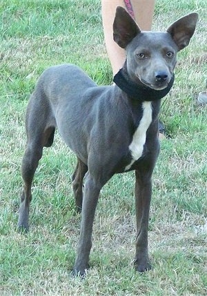 The front right side of a dark gray with white Xoloitzcuintli that is wearing a scarf and there is a person to the right of it holding its collar. The dog has large perk ears that are set wide apart.