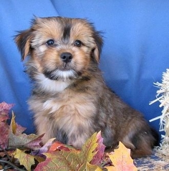 The left side of a tan and black with white Yorkie-Apso puppy that is sitting against a blue black drop with colorful leaves in front of it looking forward.