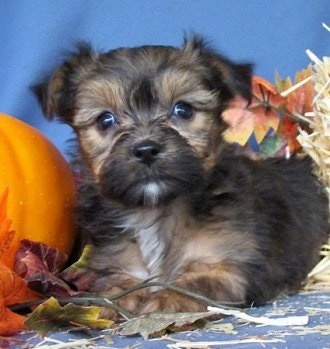 The right side of a tan and black with white Yorkie-Apso puppy that is laying in front of a blue backdrop. There is a pumpkin to the left of it with colorful leaves around it.