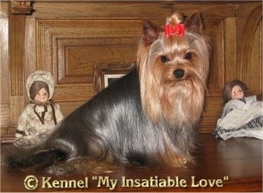 The right side of a long coated black with brown groomed Yorkshire Terrier that is sitting across a wooden ledge. It is looking forward and it is wearing a red ribbon holding its long hair out of its dark eyes. There are two dolls behind it. At the bottom the words - © Kennel 'My Insatiable Love'