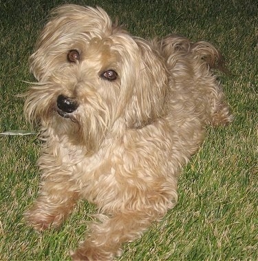 Top down view of a thick wavy coated, tan Yorkipoo dog laying across a grass surface. It is looking up and its head is slightly tilted to the right. It has brown eyes, a black nose and black lips.