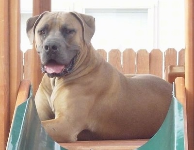 Close Up - Otis the Boerboel laying at the top of a wooden toy sliding board in front of the green slide