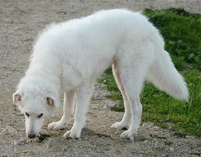 The left side of a white Akbash Dog that is sniffing the ground. It has a fluffy white tail.