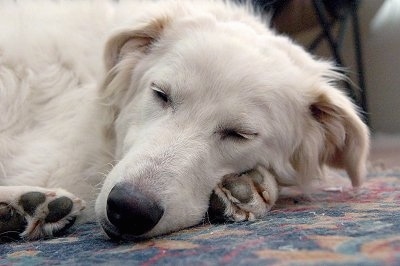 Close up head and upper body shot - A white Akbash dog is sleeping on a colorful carpet