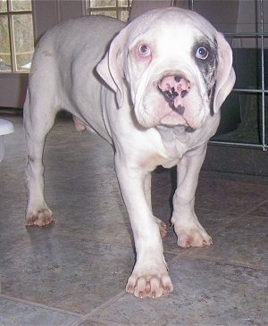 A White Alapaha Blue Blood Bulldog puppy is standing on tiled floor next to a cage and its head is lowered.