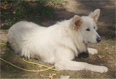 The front right side of a pure white Alusky that is laying across a patch of grass with a rope next to it.