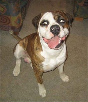 A large-headed, thick-bodied, brown and white with black American Bulldog is sitting on a carpet and it is looking up. Its mouth is open, its tongue is hanging to the side of its face and it looks like it is smiling. Its ears are small compared to its head.