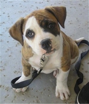 A small, thick bodied, brown and white with black American Bulldog puppy is sitting on a concrete cork-looking surface. It is looking up and its head is tilted to the left.