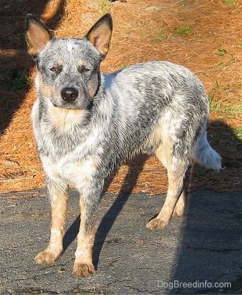 The left side of a Blue Heeler that is standing across a blacktop with pine tree droppings behind it.