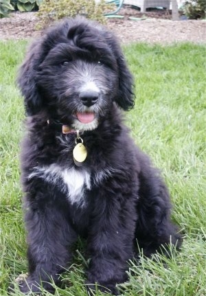 The front left side of a black with white Bernedoodle puppy that is sitting outside in grass, it is looking forward, its mouth is open and its tongue is out.