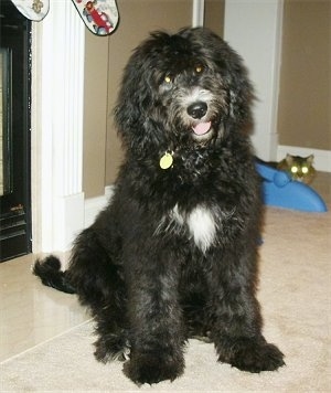 The front right side of a black with white Bernedoodle puppy that is sitting in front of a fireplace. There is a Cat sitting behind it.