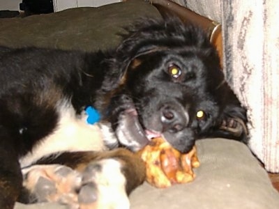 Close up - The right side of a black with whiteBernefie puppy that is laying on its side, on a pillow and it is chewing on a bone