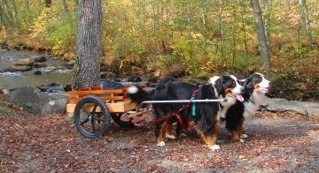Willow and Bailey the Bernese Mountain Dogs pulling a cart next to a stream with a wooded area in the background