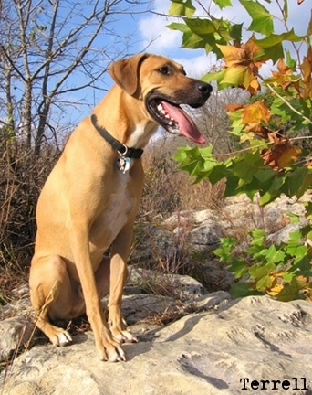 Terrell the Black Mouth Cur sitting on a large rock with its mouth open and tongue hanging out