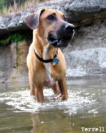 Terrell the Black Mouth Cur walking through a body of water with a rock structure behind him with the words 'Terrell' overlayed