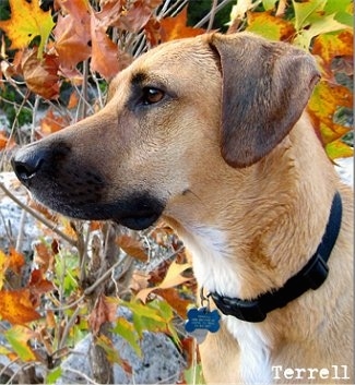 Close Up - Terrell the Black Mouth Cur looking to the right with leaves in the background. the words 'Terrell' are overlayed