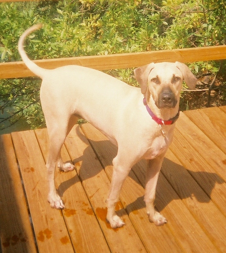 Front side view - A tall, tan Black Mouth Cur dog is standing across a sunny wooden deck and it is looking forward. Its head looks small compared to its body.