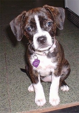 Abbigail the Boglen Terrier Puppy sitting on a tiled floor in the kitchen with its head slightly tilted to the left wearing a purple dog tag