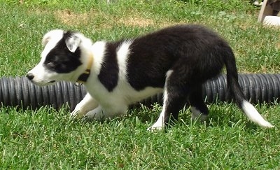 Mabel the Border Collie puppy running in a yard next to a black plastic rubber pipe