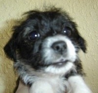Close Up - The face of a black with white Bossi-Poo Puppy that is being held up in front of a yellow wall by a person.